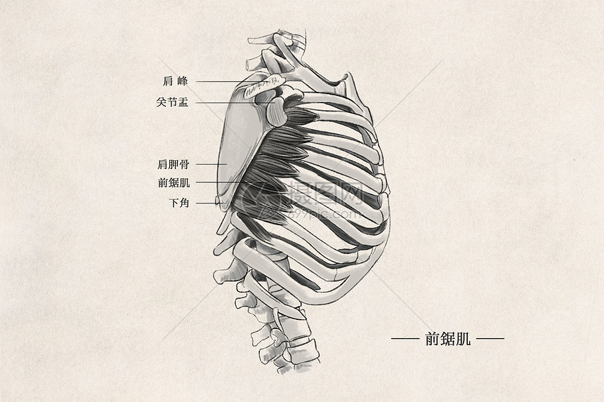 人体胸部肌肉组织图片