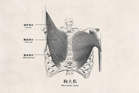 鸡胸胸医用人体肌肉插画插画