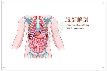 腹部解剖前面观医疗插画图片