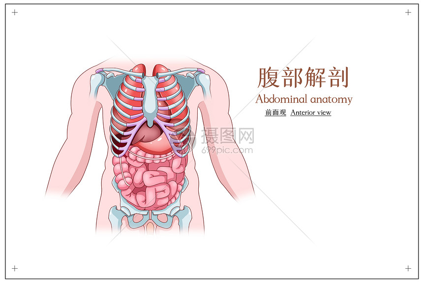 腹部解剖前面观医疗插画图片