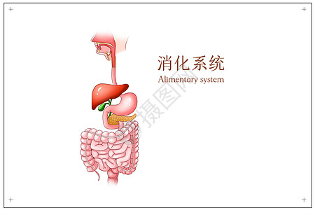 腹部针灸消化系统医疗插画插画