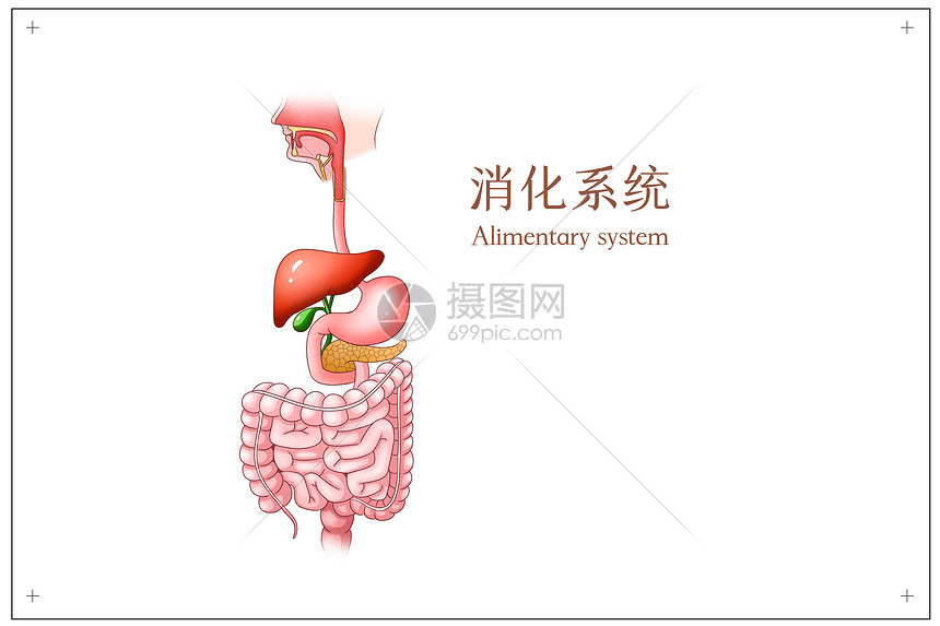 消化系统医疗插画图片