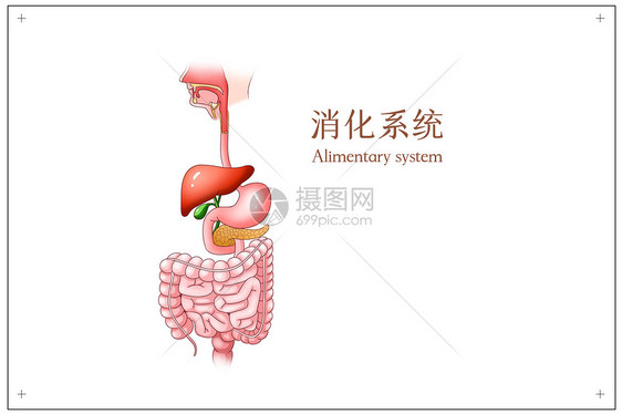 消化系统医疗插画图片