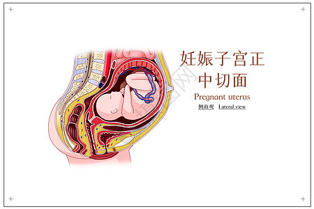 妊娠子宫正中切面侧面观医疗插画背景图片