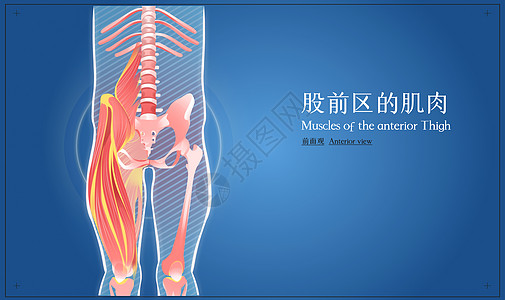 股前区的肌肉前面观医疗插画图片