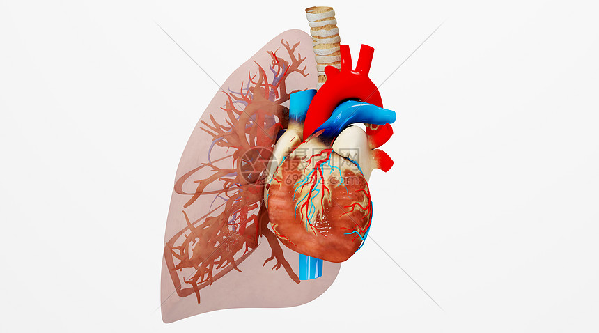人体心肺场景图片