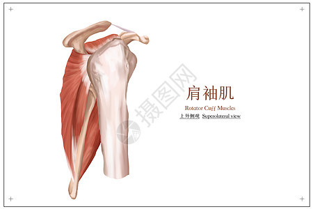 肩袖肌上外侧观医疗插画图片