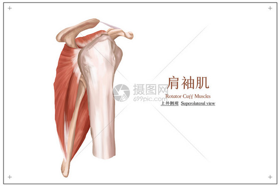 肩袖肌上外侧观医疗插画图片