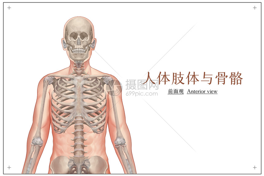 人体肢体及骨骼正面观医疗插画插画图片下载 正版图片 摄图网 人体肢体及骨骼正面观医疗插画插画图片下载 正版图片 摄图网