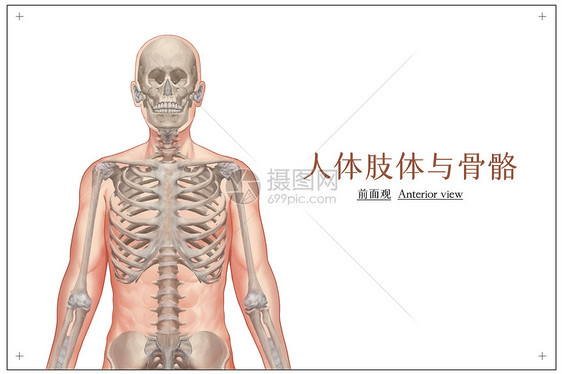 人体肢体及骨骼正面观医疗插画图片