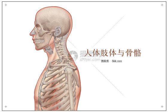 人体肢体与骨骼侧面观医疗插画图片