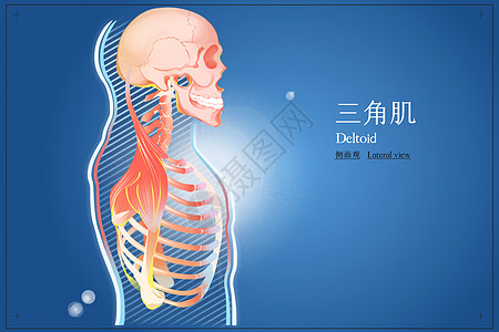 三角肌侧面观医疗插画图片