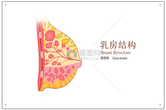 乳房结构医疗插画图片