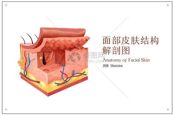 面部皮肤结构解剖图图片