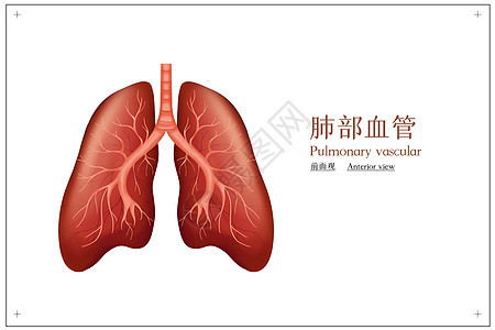 肺部血管图片