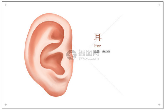 耳朵耳廓医疗插画图片