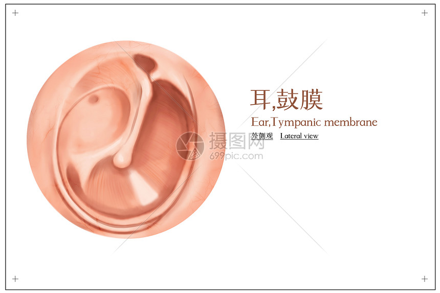 耳鼓膜外侧观医疗插画插画图片下载 正版图片 摄图网