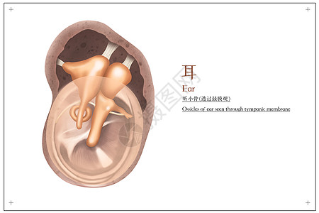 耳听小骨(透过鼓膜观)医疗插画图片