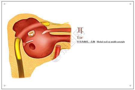 耳朵中耳内侧壁医疗插画图片