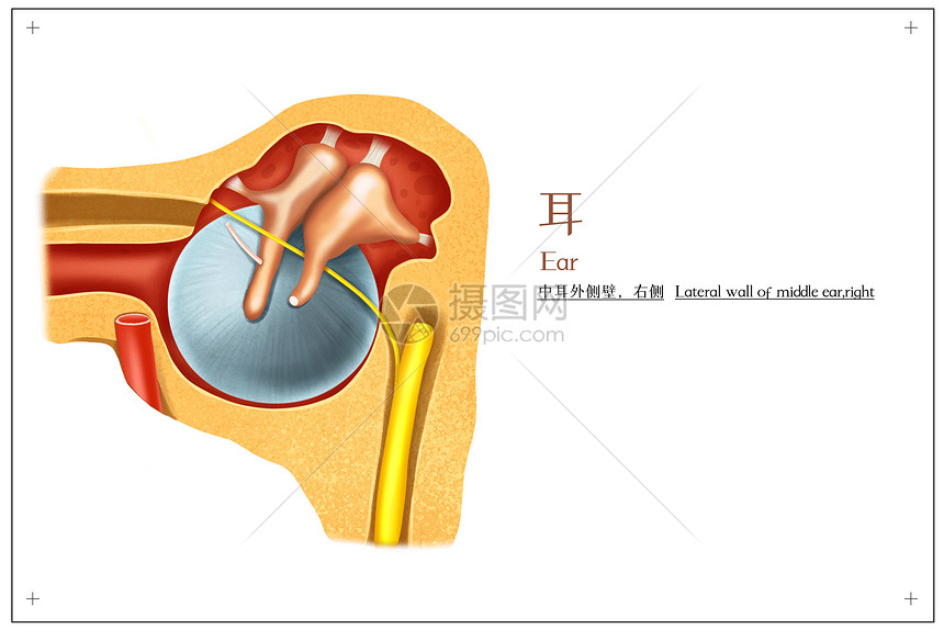 耳朵中耳外侧壁医疗插画图片