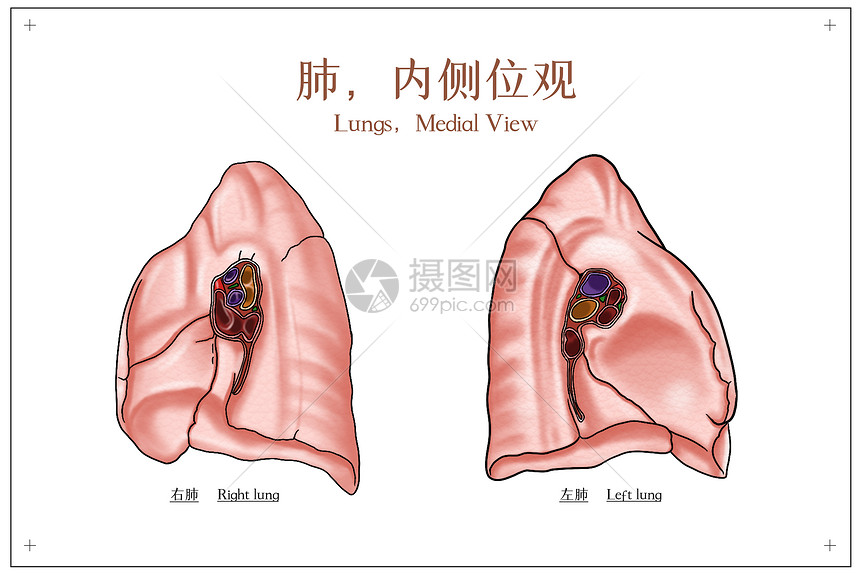 肺内侧位观医疗插画图片