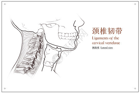 颈椎韧带侧面观医疗插画背景图片