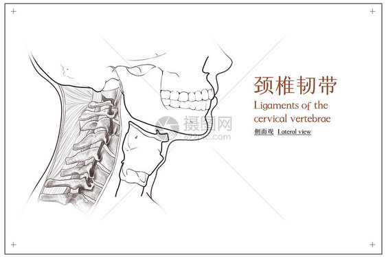 颈椎韧带侧面观医疗插画图片