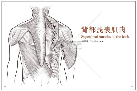背部浅表肌肉后面观医疗插画图片