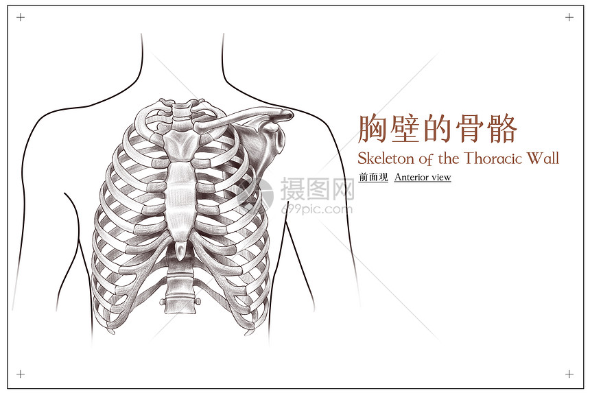 胸廓前面观简笔画图片