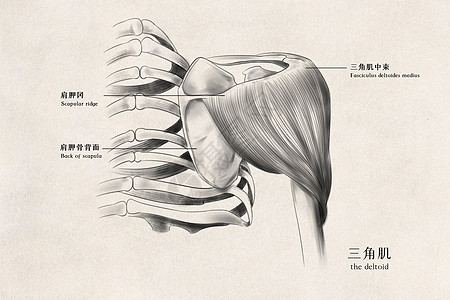 医用人体结构三角肌医用人体插画插画