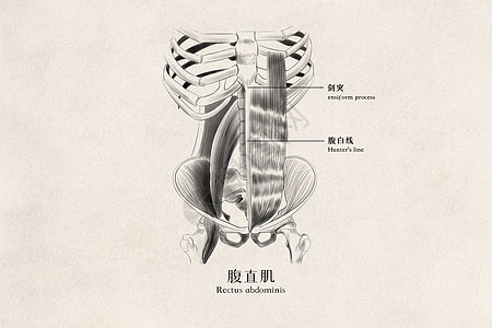 医用人体结构腹直肌医用人体插画插画