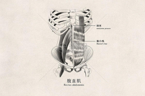 腹直肌医用人体插画图片