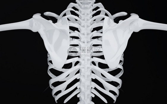 人体肩胛骨脊柱场景图片