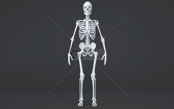 人体骨架结构图片