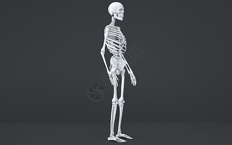 人体侧面骨骼结构人体骨骼结构侧面观设计图片