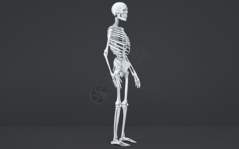 人体骨骼结构侧面观图片