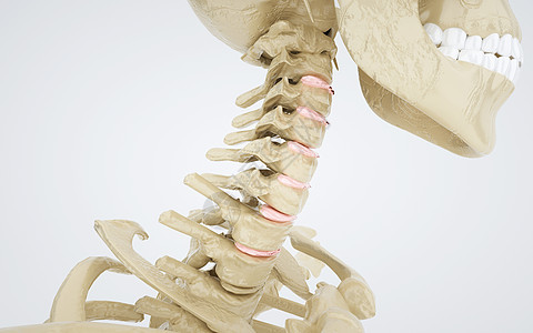 人体颈椎骨结构图片