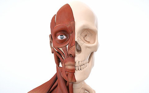 人体面部肌肉结构图片
