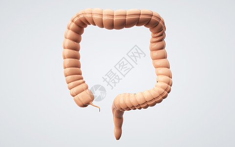 大肠模型背景图片