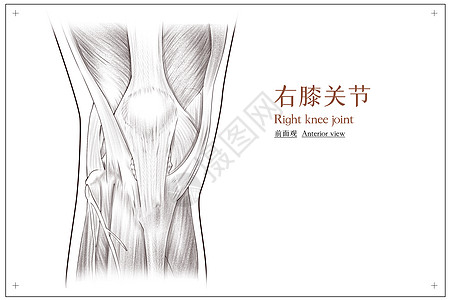 右膝关节前面观医疗插画图片