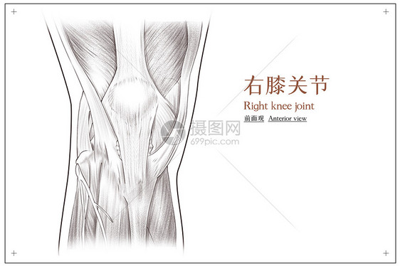 右膝关节前面观医疗插画图片