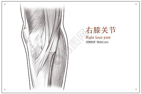右膝关节内侧面观医疗插画图片