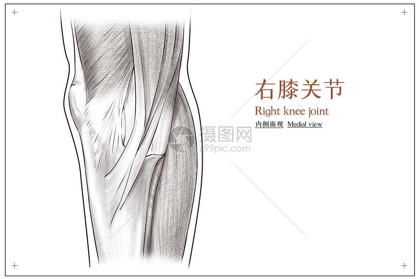 右膝关节内侧面观医疗插画图片