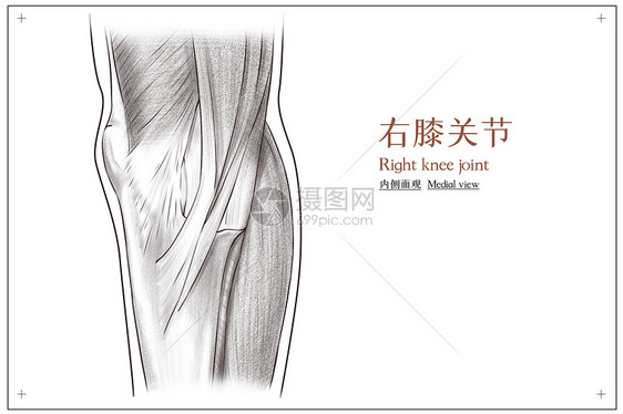右膝关节内侧面观医疗插画图片