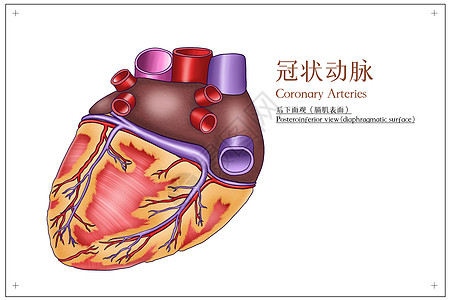 冠状动脉后下面观医疗插画高清图片