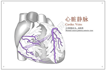 心脏静脉前面观医疗插画图片