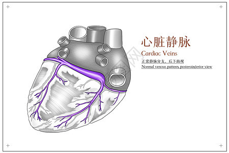 心脏静脉后下面观医疗插画图片