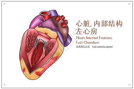 心脏内部结构左心房医疗插画图片