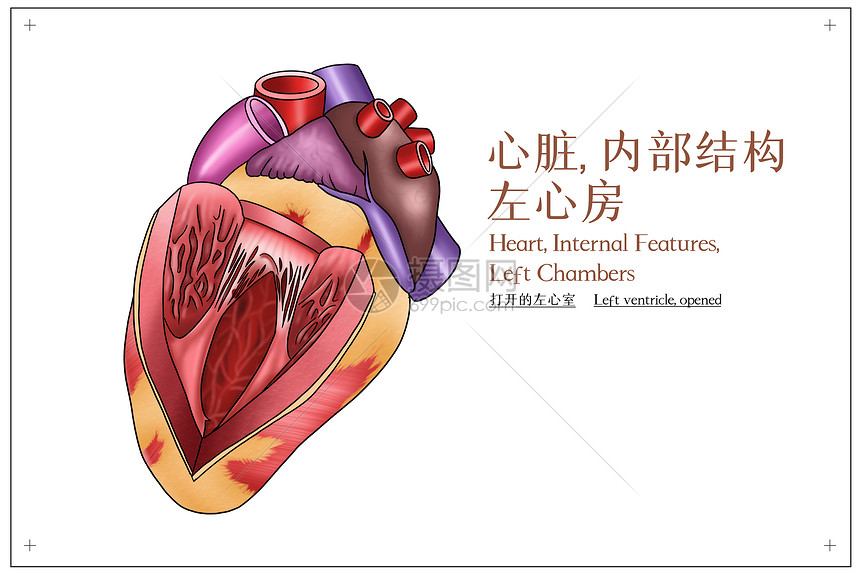 心脏内部结构左心房医疗插画