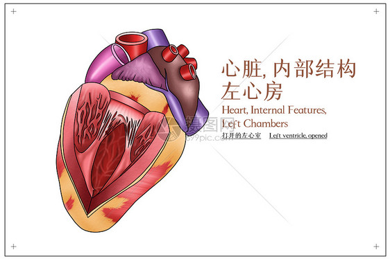 心脏内部结构左心房医疗插画图片